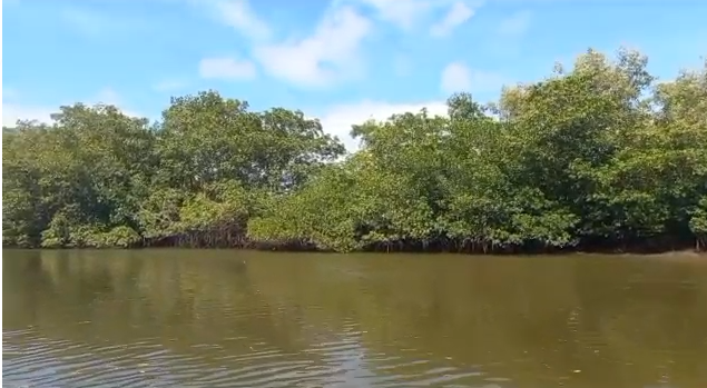El Manglar es vida, hay que protegerlo